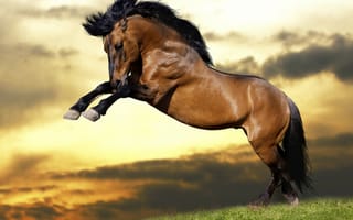 Картинка Красивый коричневый конь с черной гривой встал на дыбы