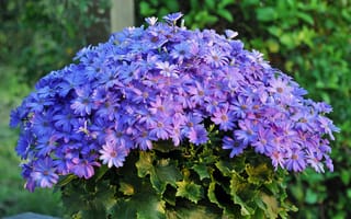 Картинка Букет синих красивых цветов