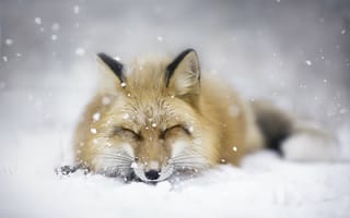 Картинка Лиса спит на белом снегу