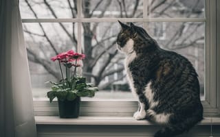 Картинка Серый кот и цветок на подоконнике