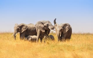 Картинка Большие слоны и маленькие слонята в африканской саванне