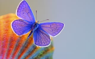 Картинка Синяя бабочка крупным планом