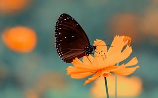 Картинка Красивая бабочка сидит на оранжевом цветке космеи