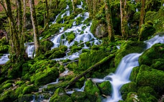 Картинка Водопад в лесу стекает по зеленым камням