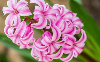 Картинка Нежный розовый цветок гиацинт
