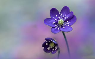 Картинка Два нежных фиолетовых цветка крупным планом