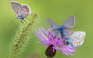 Обои Синие бабочки на розовом цветке