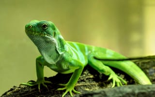 Картинка Красивая зеленая ящерица крупным планом