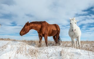 Картинка Белая и коричневая лошадь пасутся на покрытом снегом поле