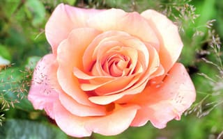 Обои Нежная розовая роза крупным планом