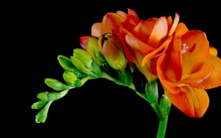 Картинка Красивые оранжевые цветы Фрезия