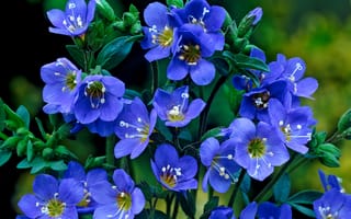 Картинка Нежные синие мелкие цветы незабудки