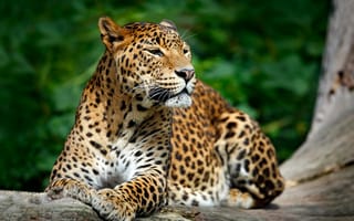 Картинка Красивый благородный леопард