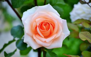 Картинка Нежная садовая роза кремового цвета