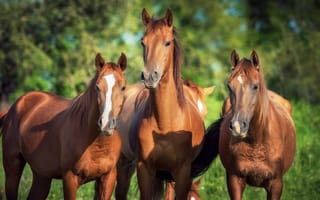 Картинка Три красивые коричневые лошади