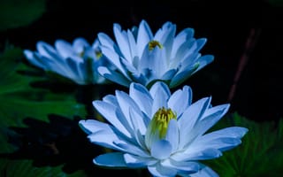 Картинка Голубой цветок нежный лотос в пруду
