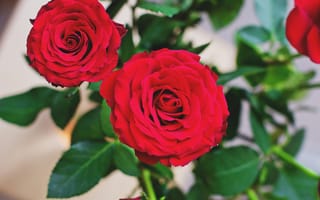 Картинка Две пышные красные розы