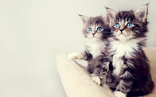 Картинка Два маленьких голубоглазых котенка