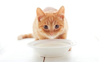 Картинка Маленький рыжий котенок с миской молока