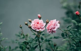 Картинка Две розовые розы с бутонами
