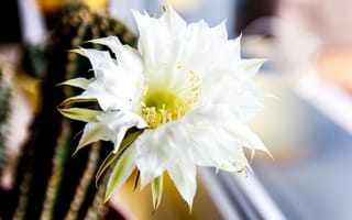 Картинка Зеленый колючий кактус с белым цветком