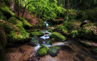 Картинка Чистый лесной ручей среди деревьев