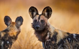 Картинка Две гиеновидных собаки с большими ушами