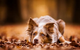 Картинка Голубоглазая рыжая собака лежит на сухой листве