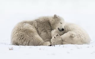 Картинка Два больших белых медведя спят на снегу