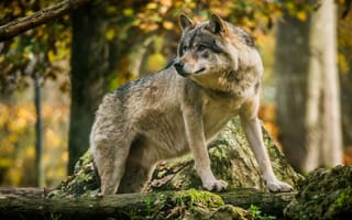 Картинка Большой волк в лесу стоит у камня