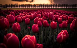 Картинка Поле красных цветов тюльпанов на рассвете