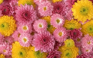 Картинка Розовые и желтые красивые цветы георгины