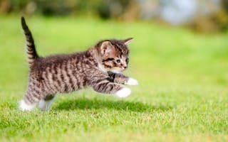Обои Маленький серый котенок бежит по зеленой траве