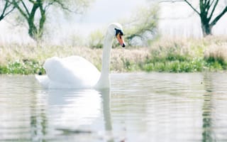 Картинка Красивый белый лебедь шипун на озере