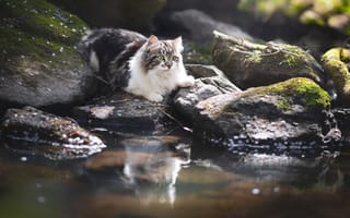 Картинка Пушистая кошка на камне у воды