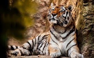 Картинка Большой красивый тигр отдыхает