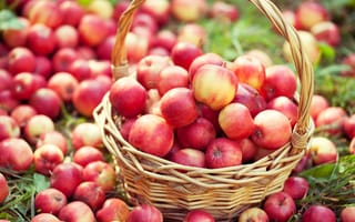 Картинка Большая корзина с красивыми красными яблоками