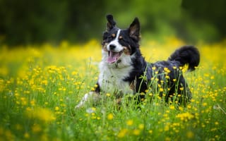 Обои Веселая собака породы английская овчарка в поле