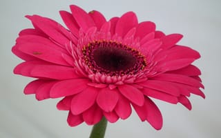 Обои Красивый розовый цветок гербера крупным планом