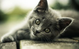 Картинка Взгляд маленького серого котенка