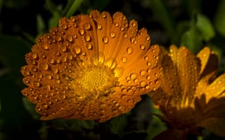 Картинка Желтые летние цветы Рудбекия в каплях воды