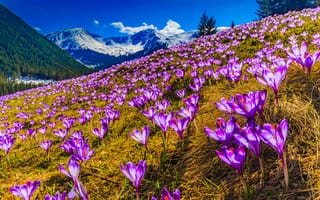 Картинка Поляна фиолетовых альпийских крокусов