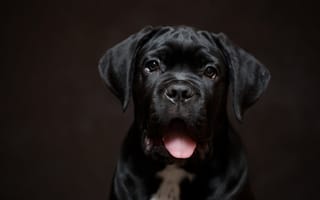 Картинка Забавная морда черного щенка