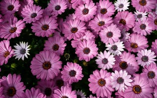 Картинка Фиолетовые комнатные цветы цинерария