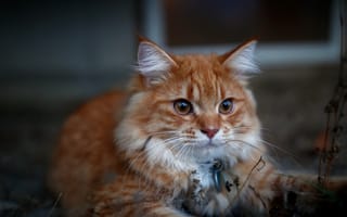Картинка Красивый рыжий кот с кисточками на ушах