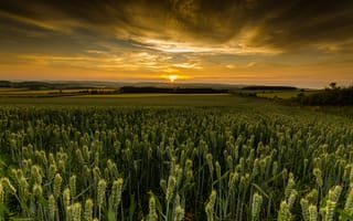 Картинка Закат солнца над полем зеленой пшеницы