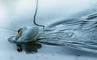 Картинка Красивый белый лебедь-шипун отражается в воде