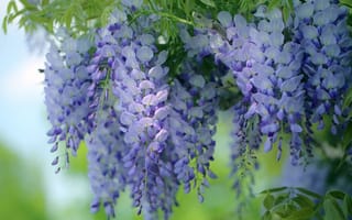 Картинка Красивые сиреневые садовые цветы глициния