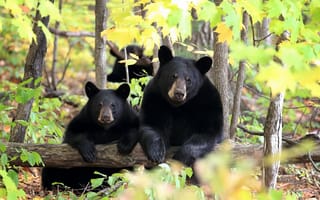 Картинка Два черных медведя в лесу
