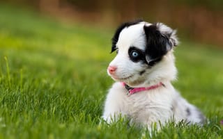 Картинка Забавный щенок с голубыми глазами сидит в зеленой траве